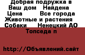 Добрая подружка,в Ваш дом!!!Найдена › Цена ­ 10 - Все города Животные и растения » Собаки   . Ненецкий АО,Топседа п.